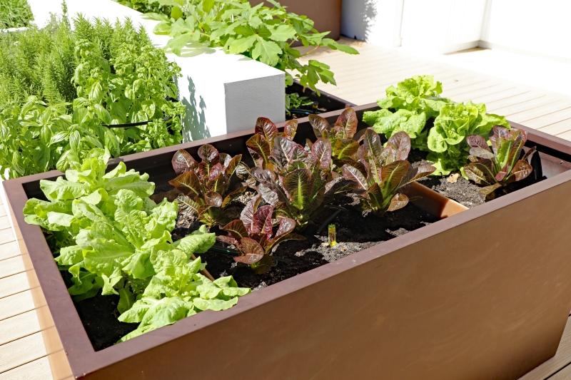 Grow your own garden - Easy Tips for Saving Money at Home - LightsOnline Blog