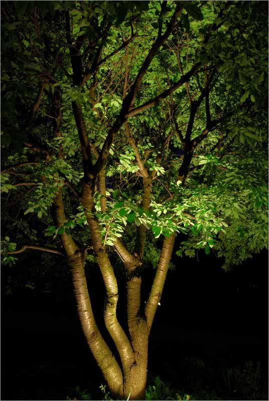 Accent or highlight lighting - 6 Simple Ways to Use Landscape Lighting - LightsOnline Blog